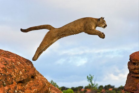 Puma Americká Cena Puma Americká Cena