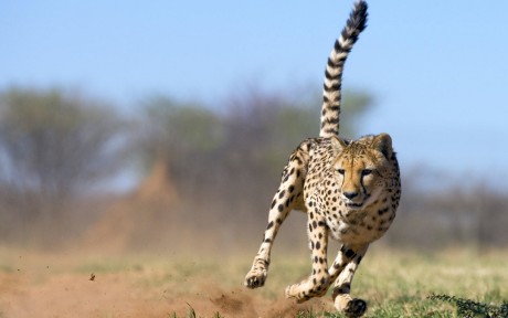 running_cheetah-wide