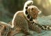 leopard baby