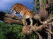 Tree Climber Amur Leopard