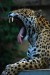 401px-Panthera_onca_at_the_Toronto_Zoo