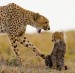 cheetah-1e9calk