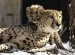 Cheetahs-cheetah-122961_461_341